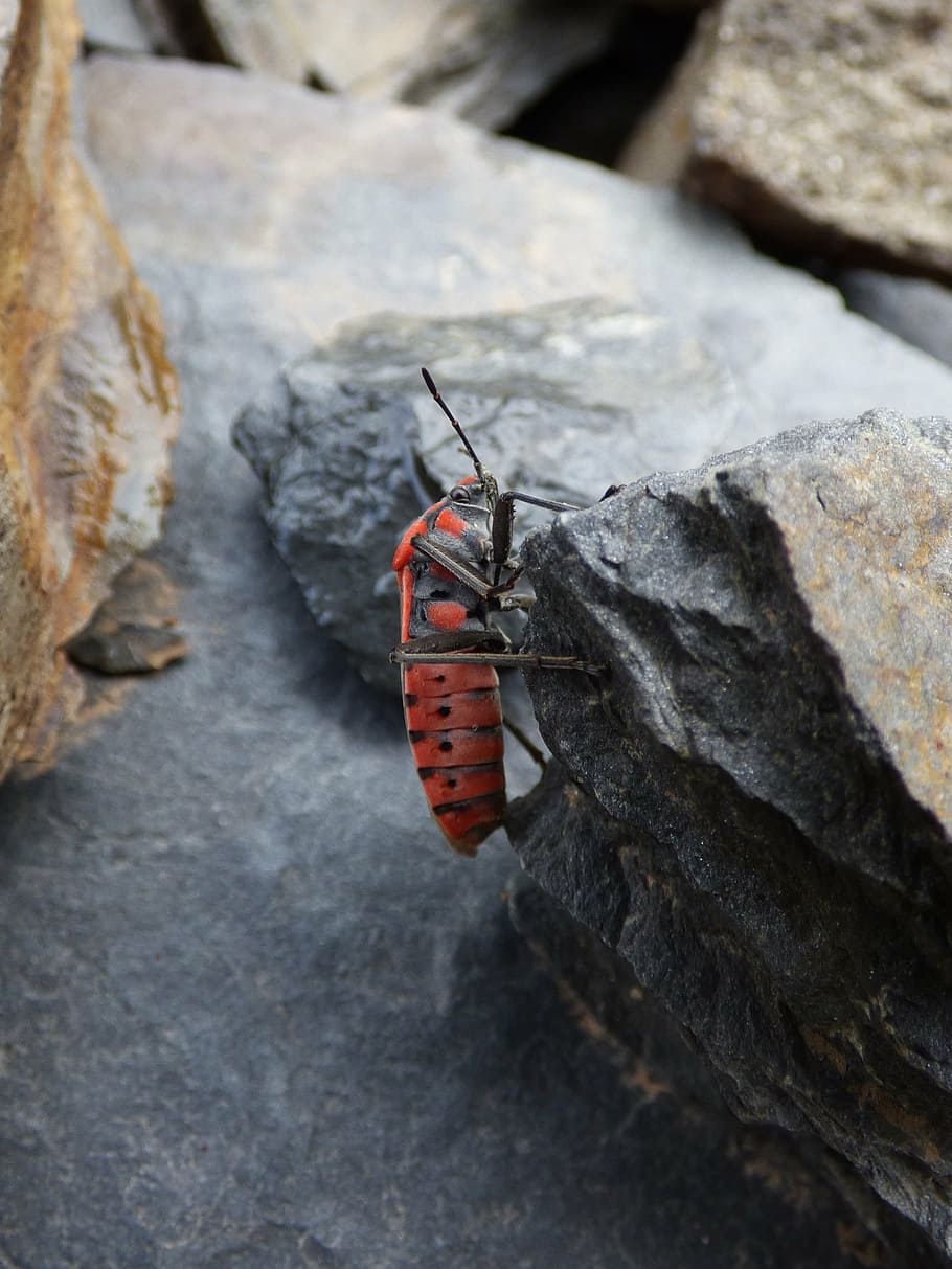 insect, beetle, red and black, bug, detail, invertebrate, animal themes HD wallpaper