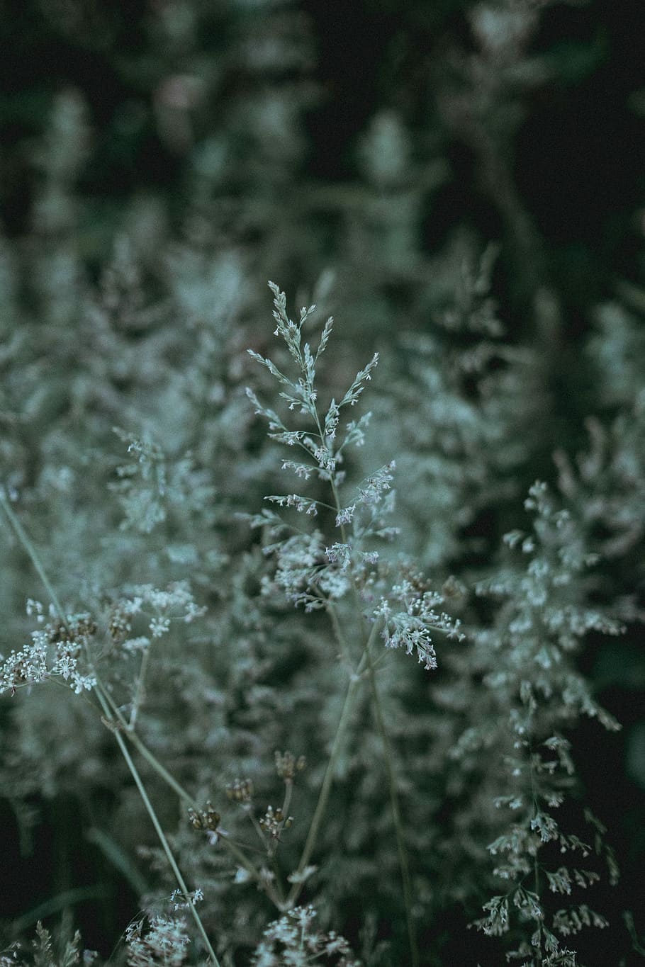 shallow focus photography of flowers, grass, seed, meadow, field HD wallpaper