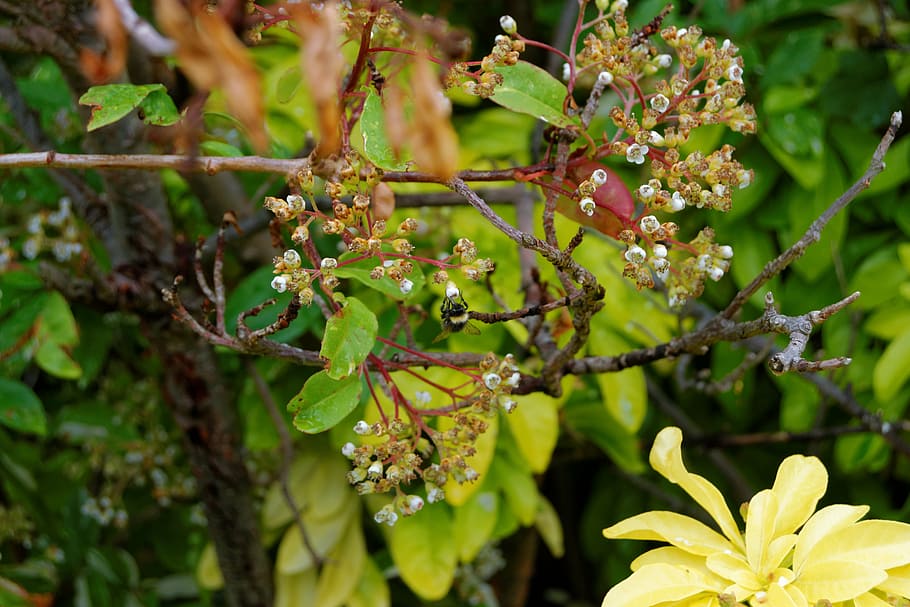 flowers, branches, leaves, tree, bee, nature, floral, leaf HD wallpaper