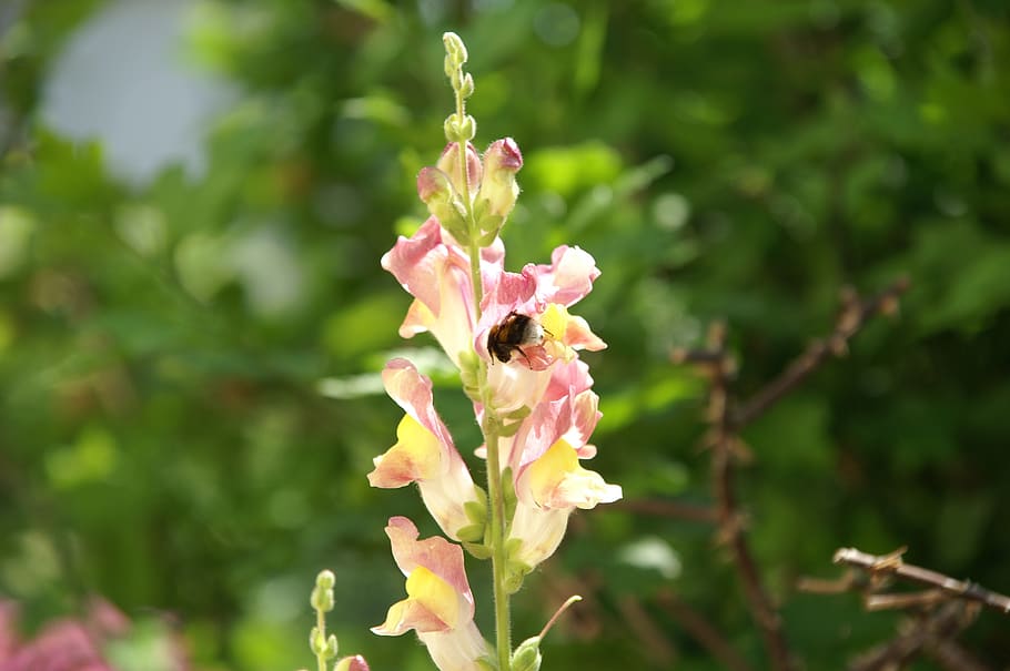 bumblebee, snapdragon, garden, flowering plant, growth, animal themes HD wallpaper