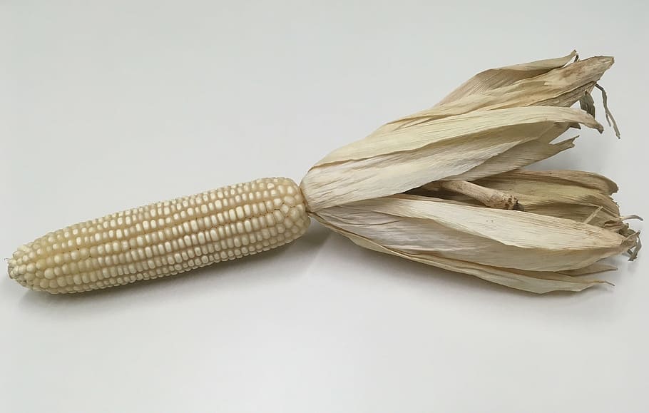 corn, corncob, food, maize, kernel, white, grain, crop, ear, HD wallpaper
