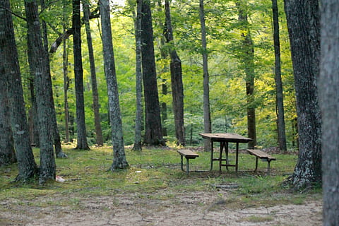 brown wooden picnic table beside black trees, woods, soft focus HD wallpaper