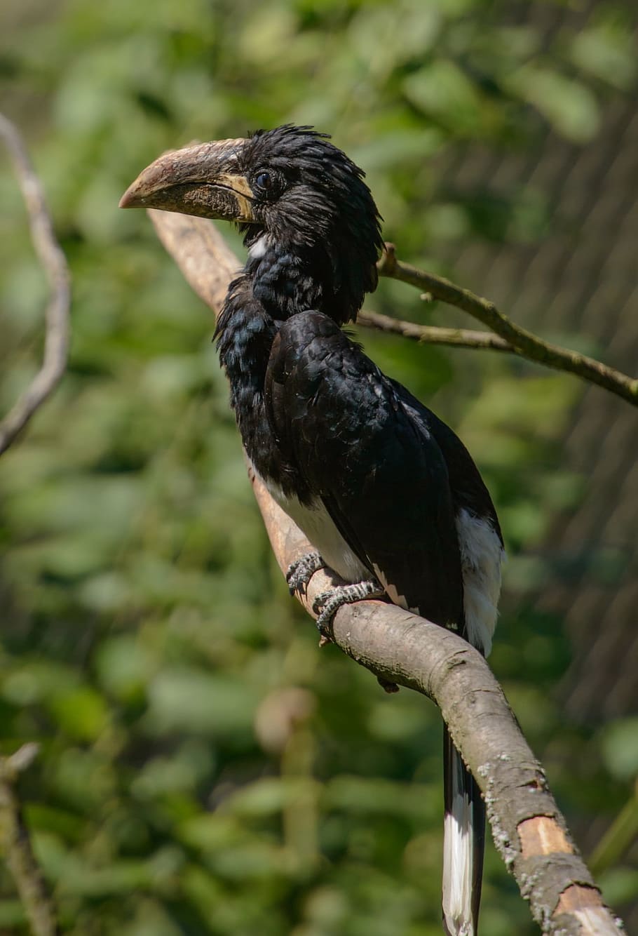 bird, branch, beak, black, feather, spring, nature, portrait HD wallpaper