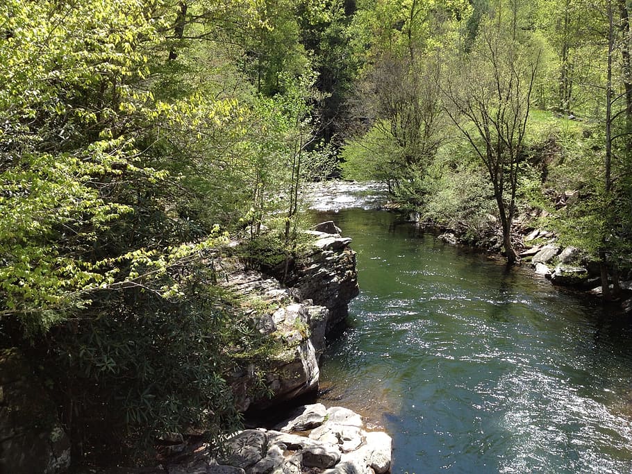 stream, nature, mountain, forest, water, creek, scenic, river HD wallpaper