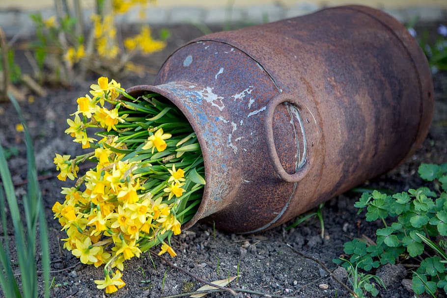 yellow daffodil flowers in milk churn, stainless, yellow flowers, HD wallpaper