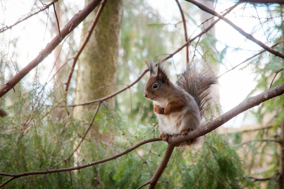 brown squirrel sitting on tree branch, forest, animal, finnish HD wallpaper