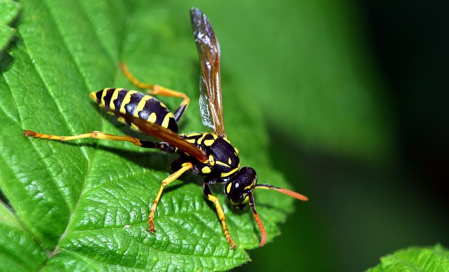 yellow whasp, Wasp, Leaf, Insect, Nature, Close, Macro, summer HD wallpaper