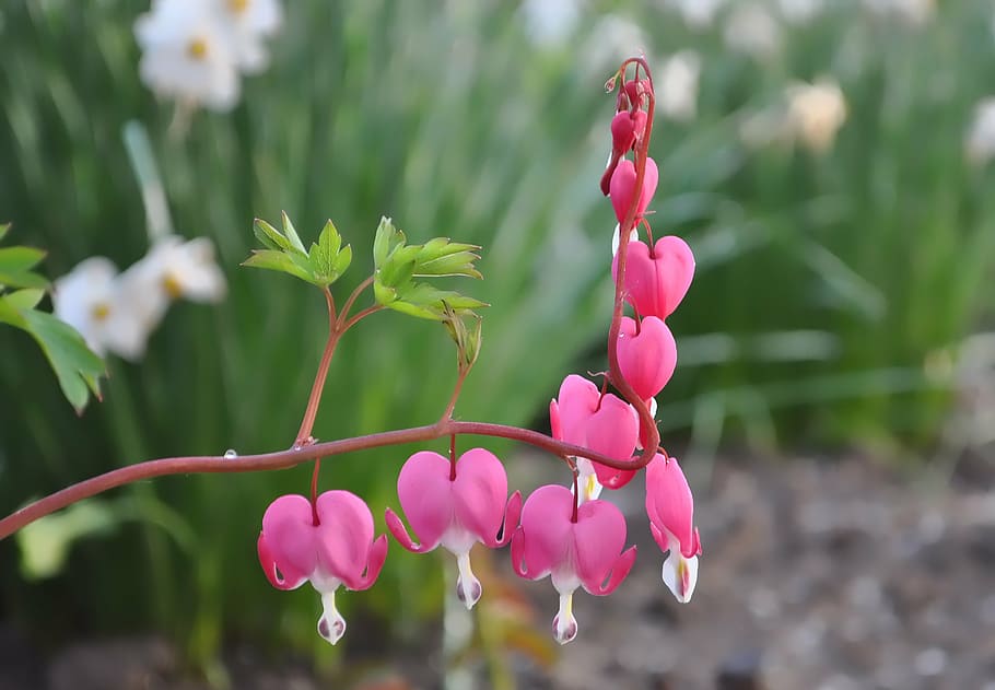 flower, nature, spring, pink, pink color, plant, growth, beauty in nature HD wallpaper