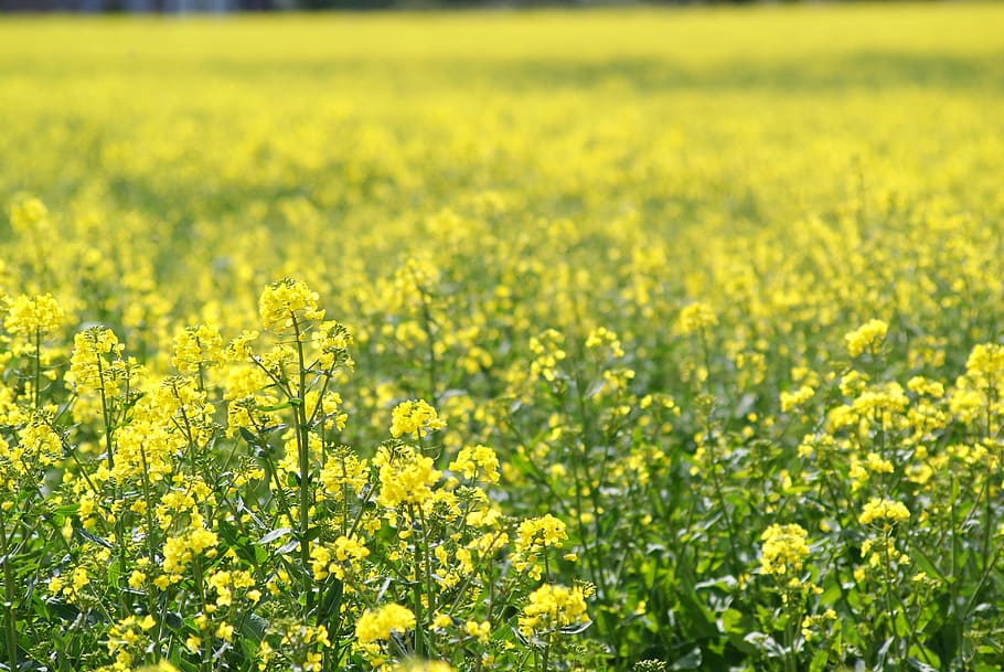 Spring, Meadow, Rape, Blossom, Yellow, spring meadow, rape blossom HD wallpaper