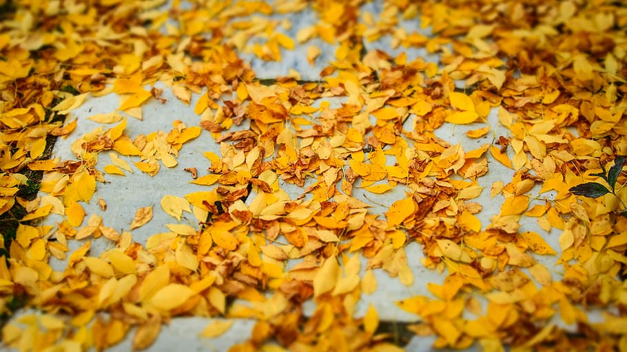 yellow leaves on ground, yellow leaves, autumn, fall, path, floor HD wallpaper
