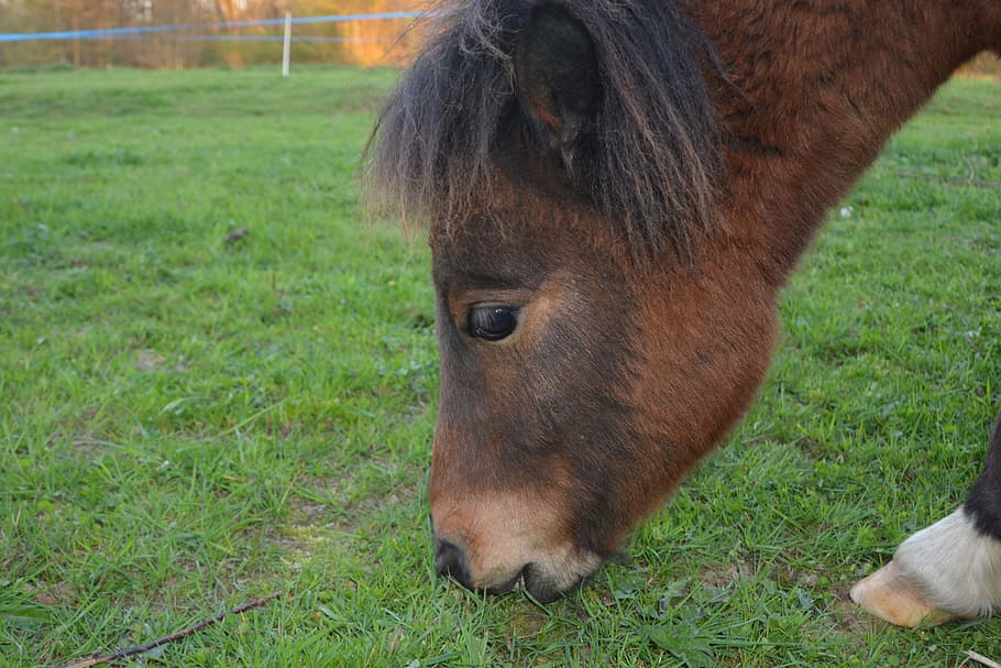 pony, shetland pony, young pony, eat grass, ruminant, baby pony