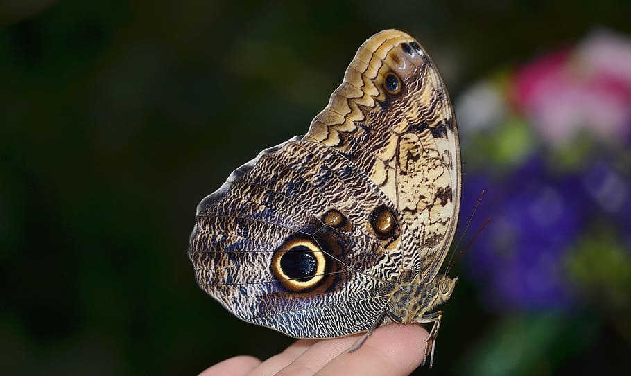Calipo Eruriloctuin, Morpho Peleides, branch, limb, ramus, butterfly HD wallpaper