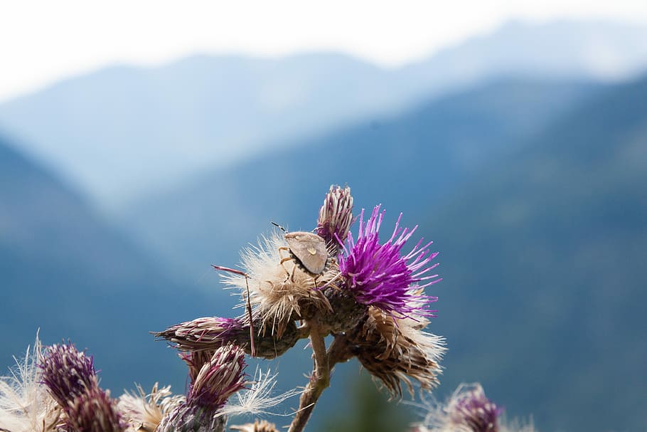 Thistle, Leaf Bug, blaudistel, light brown, prickly, blossom HD wallpaper