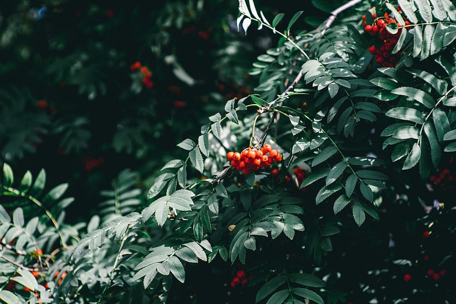 green leafed plant with red fruits, green leafed plant, berries HD wallpaper