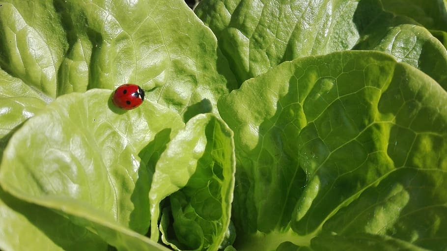 green, spring, ladybug, green color, beetle, insect, leaf, close-up HD wallpaper