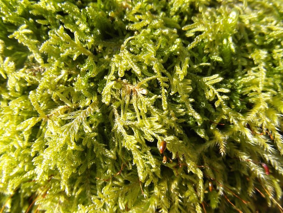 moss, green, forest, winter, background, texture, structure HD wallpaper