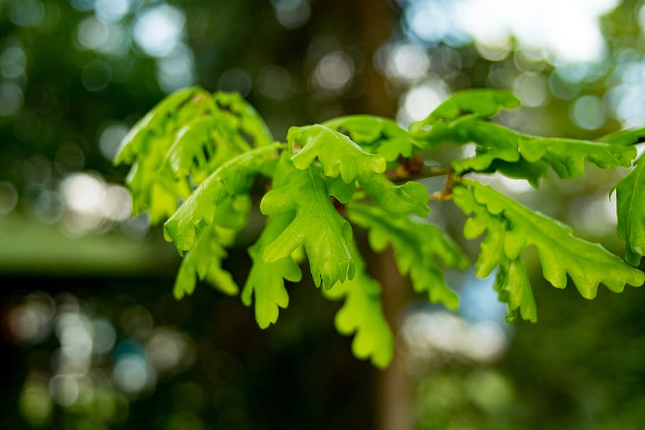 oak, foliage, spring, tree, quercus, nature, green, plant, leaf HD wallpaper