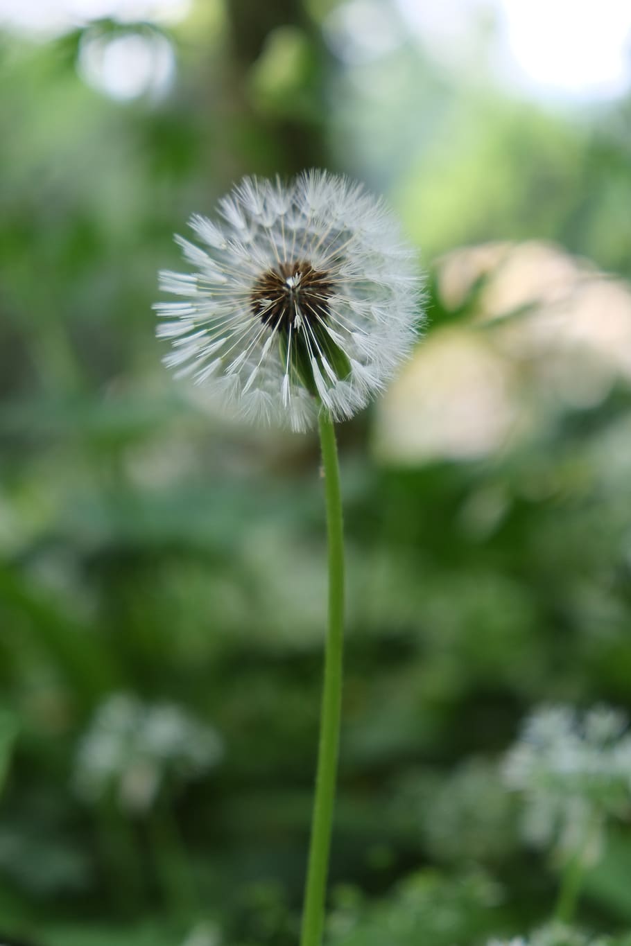 dandelion, close up, flower, fragility, flowering plant, freshness HD wallpaper
