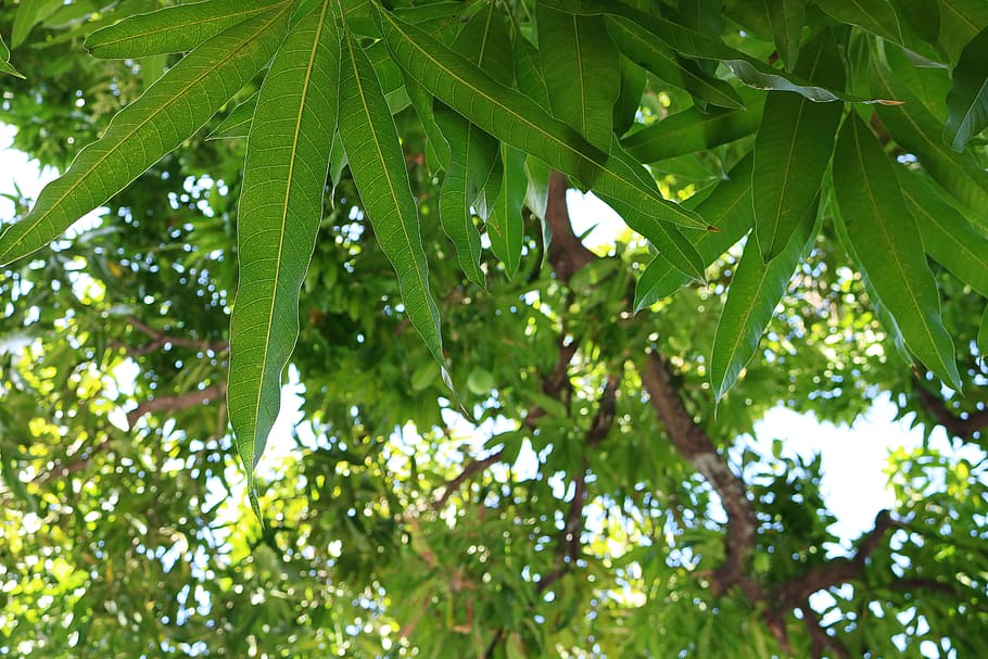 leaves, fruitful, tree, green, trunk, manga, hose, light, plant HD wallpaper