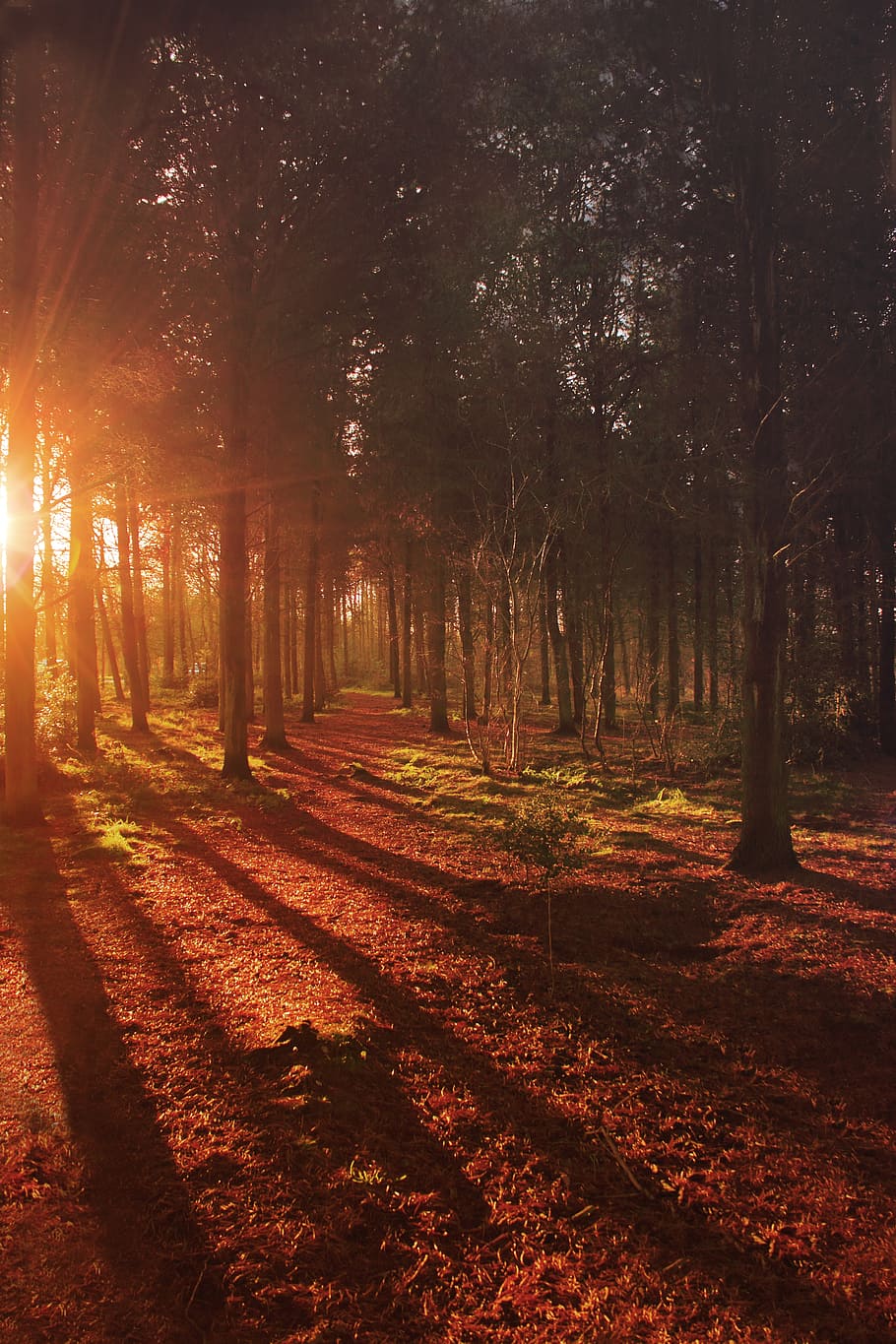 Hd Wallpaper Tall Trees During Sunset Forest Sunrise Landscape