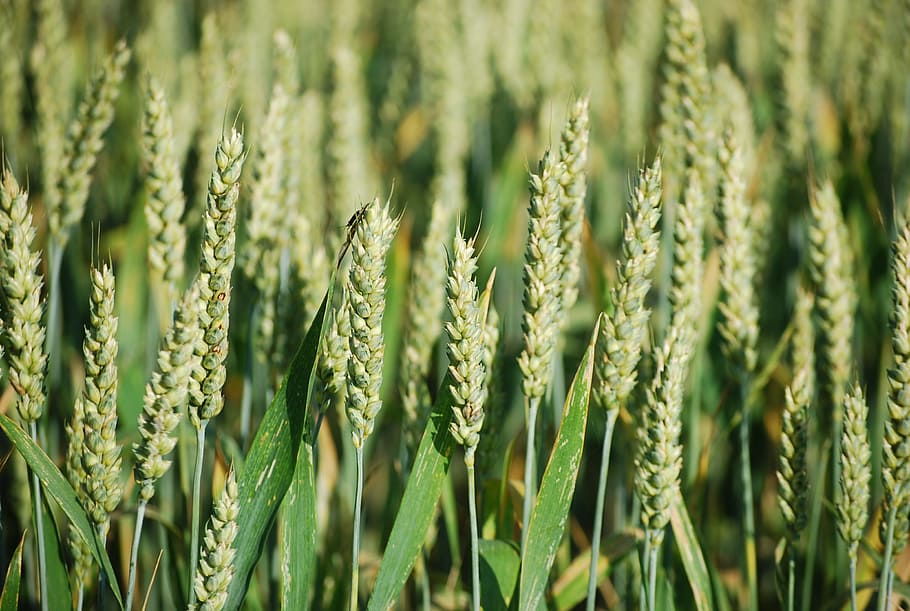 Ear, Field, Cereals, Grain, Agriculture, cornfield, field crops HD wallpaper