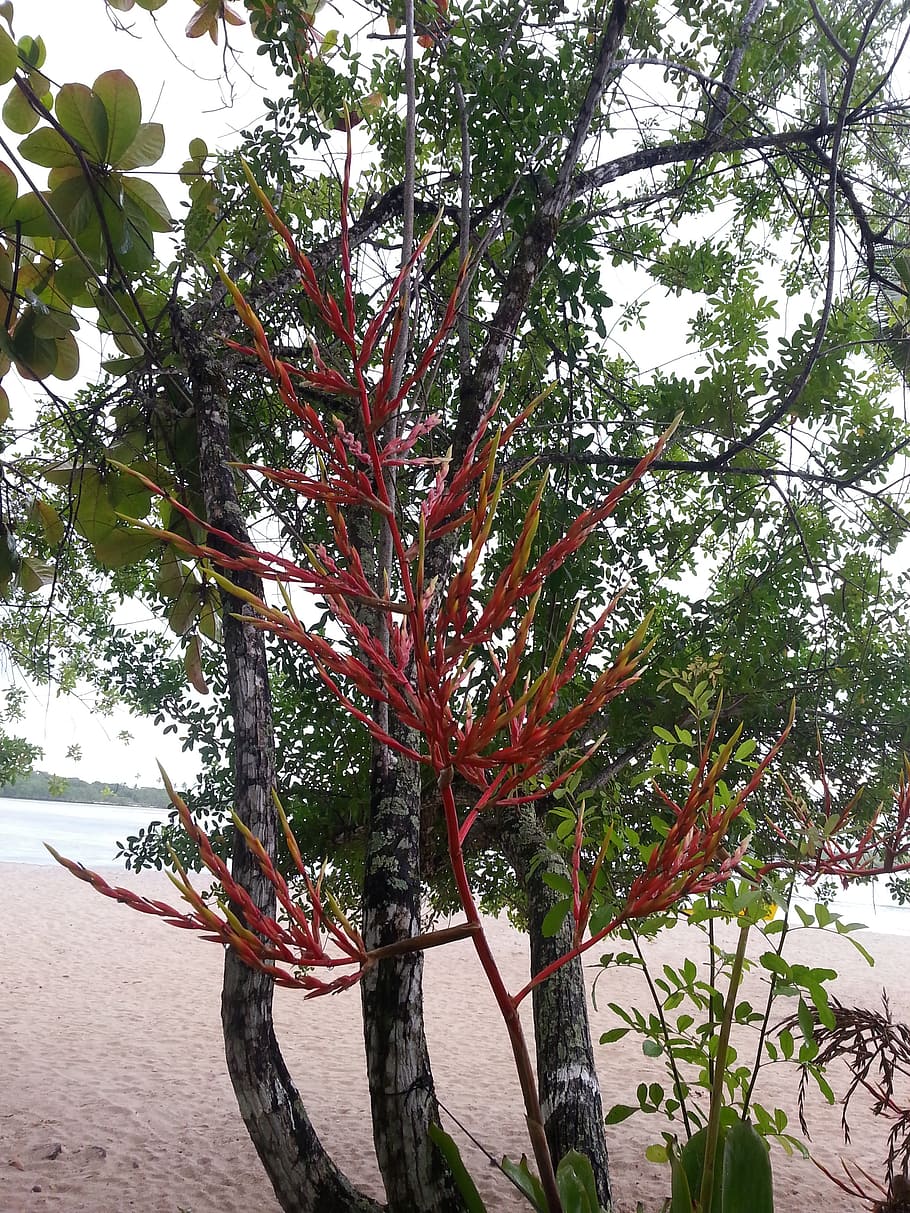 flower, beach, nature, tree, plant, growth, branch, no people HD wallpaper