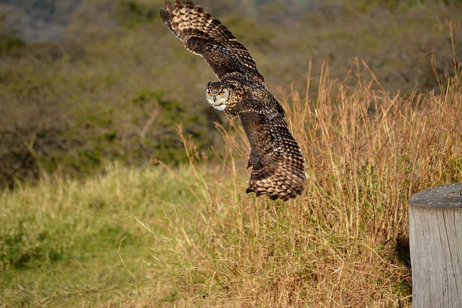 brown flying owl, bird, nature, wildlife, predator, feather HD wallpaper
