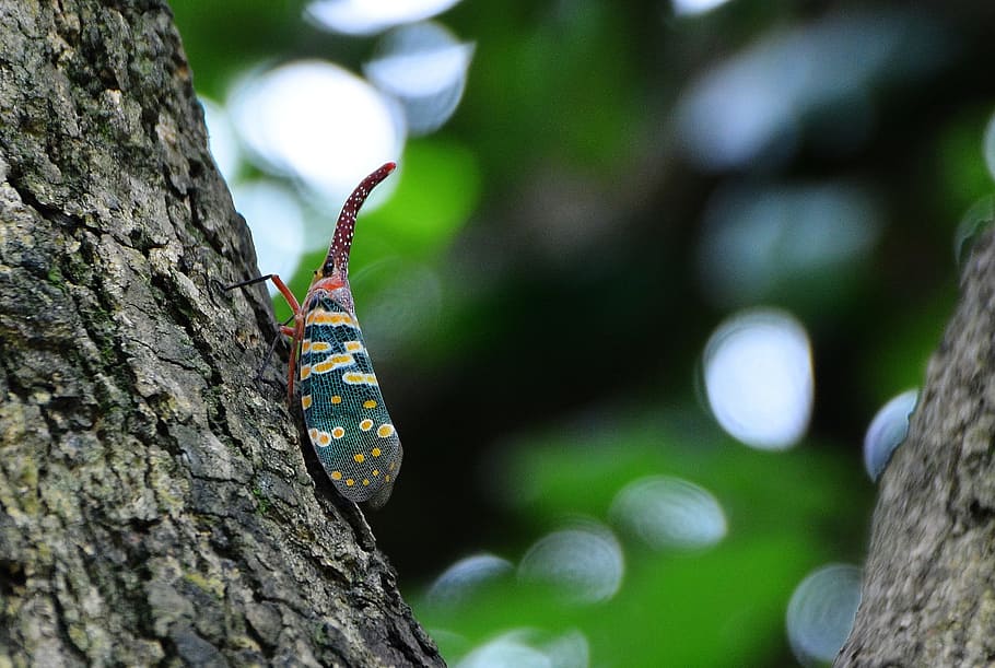 insect, weevil, the tree on the bugs, animal themes, invertebrate HD wallpaper