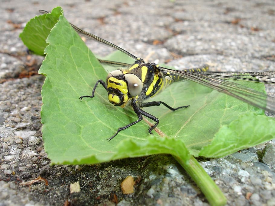 dragonfly, insect, yellow, flight insect, green color, invertebrate HD wallpaper