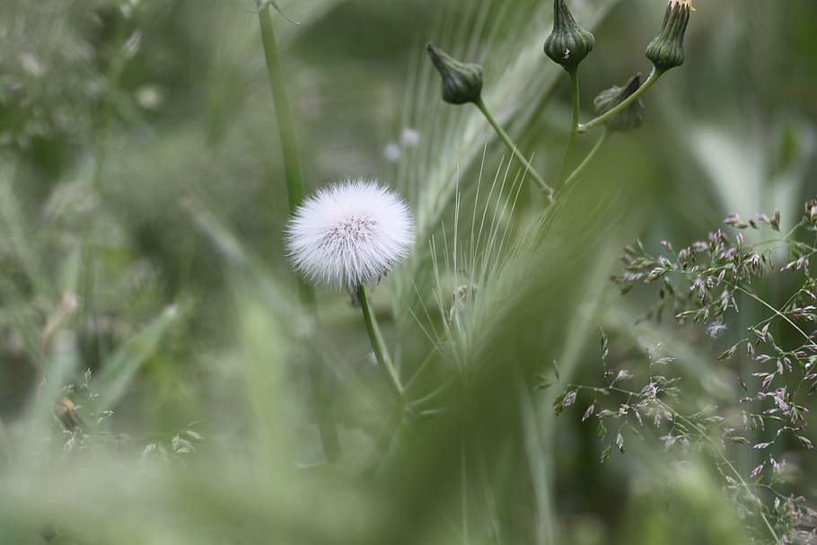 Dandelion, Macro, Flora, Flower, nature, growth, plant, fragility HD wallpaper