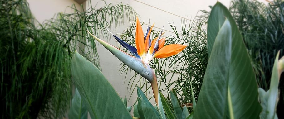 bird of paradise flower, plant, tropical, orange, nature, bloom, HD wallpaper