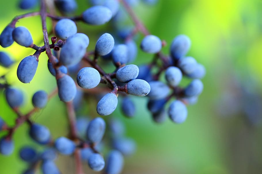 selective focus photo of blueberries at daytime, fruit, tree HD wallpaper