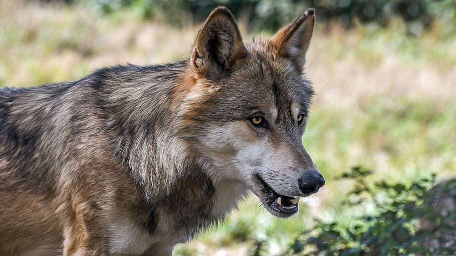 brown wolf on forest at daytime, predator, animal, wild, animal themes HD wallpaper