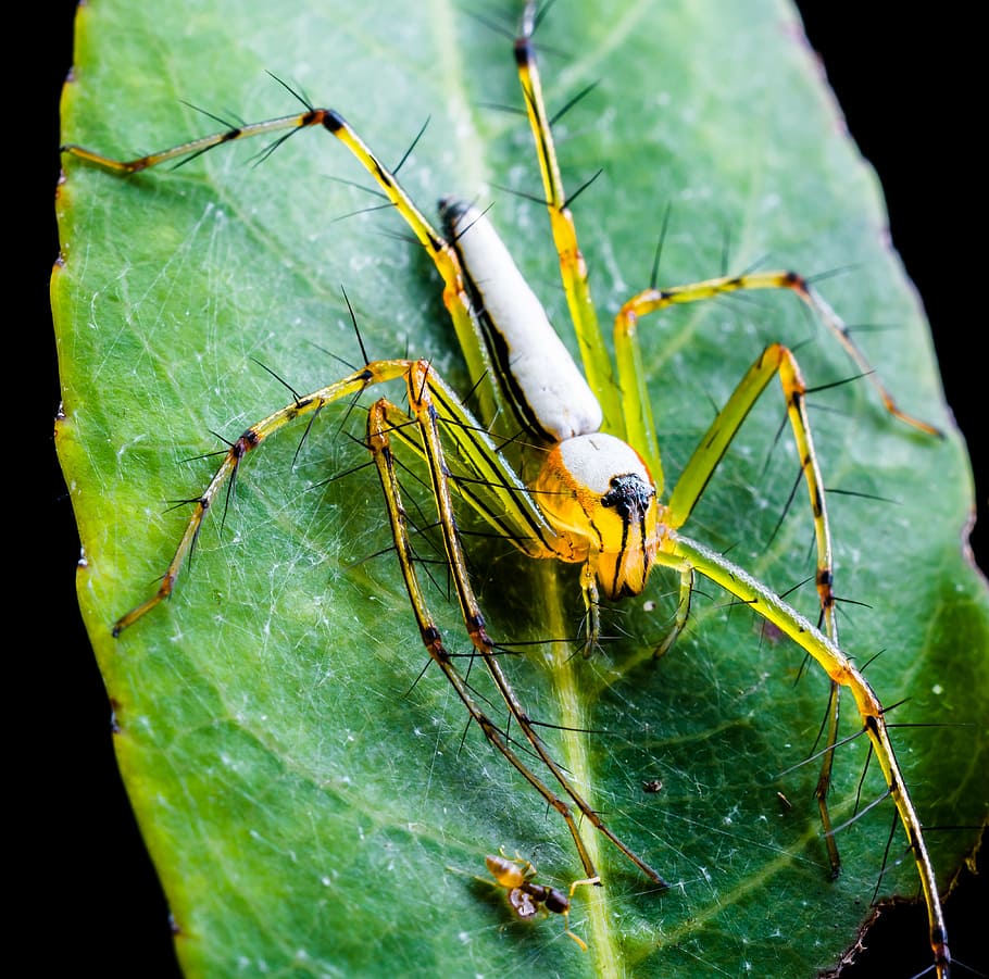 spider, arachnid, insect, close, animal themes, leaf, plant part HD wallpaper