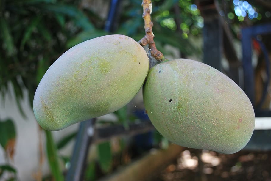 mango, green, tree, on tree, fruit, food, organic, healthy HD wallpaper