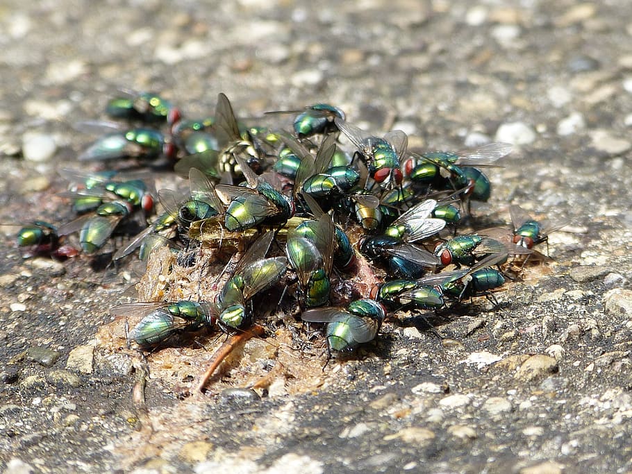 flies, insect, vermin, invertebrate, day, animal, large group of animals HD wallpaper