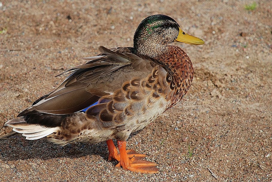 Duck, Ducks, Animal, Pets, Water, Bird, nature, head, plumage HD wallpaper