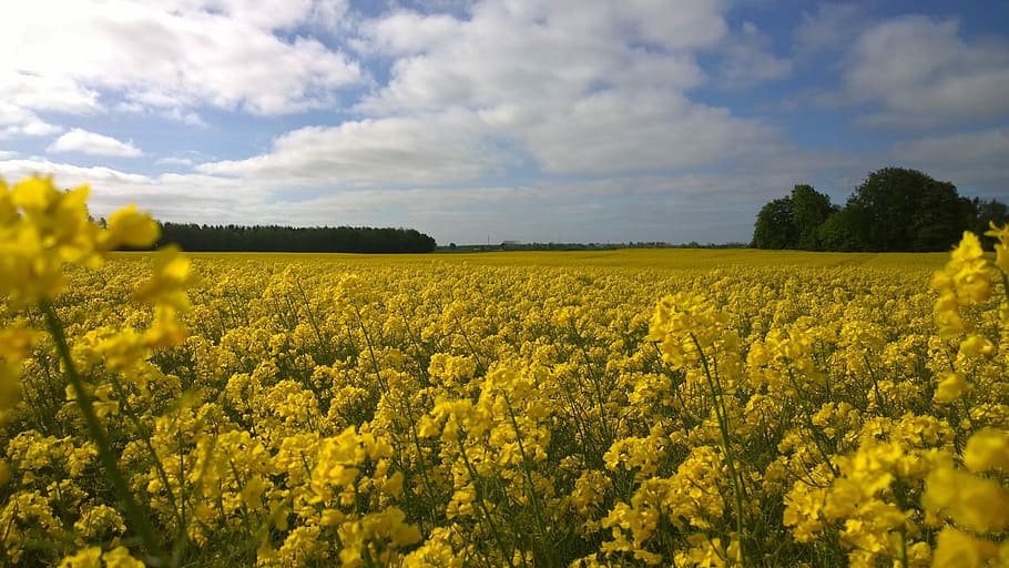 Cloud, Horizon, View, summer, mark, landscape, yellow, agriculture HD wallpaper