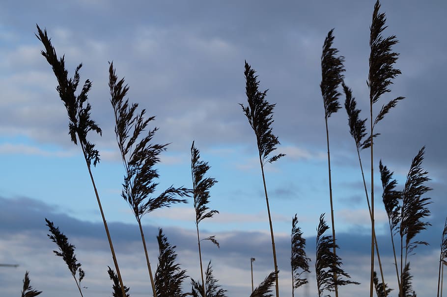 Reed, Winter, Wind, cloud - sky, tree, no people, day, pine tree HD wallpaper