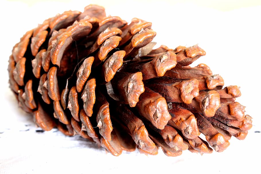 cone, pine, fruit, pinheiro, pine Cone, brown, close-up, nature HD wallpaper
