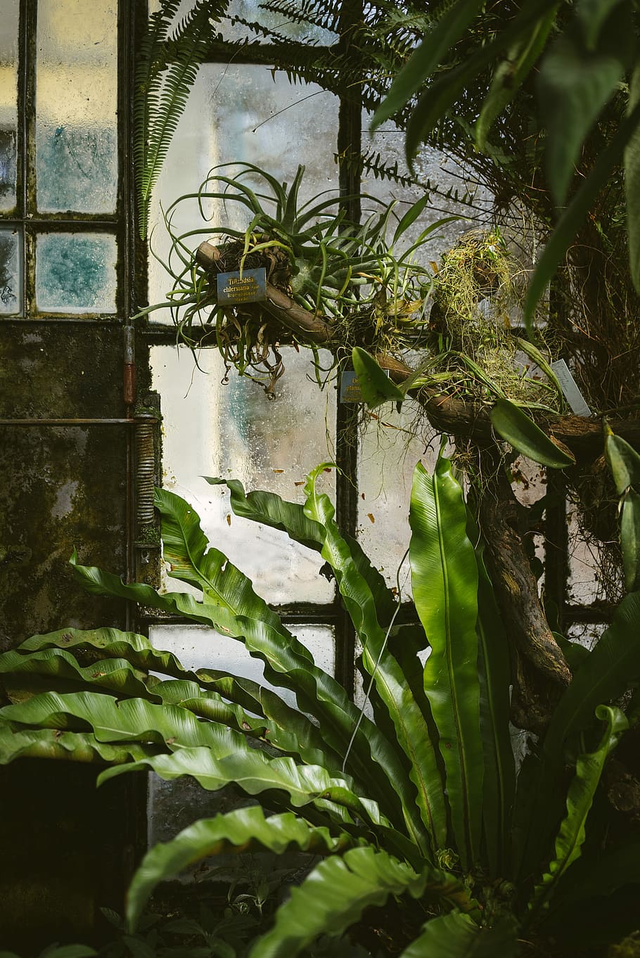 several green plants near glass window, shallow focus photography of green leafed plant HD wallpaper