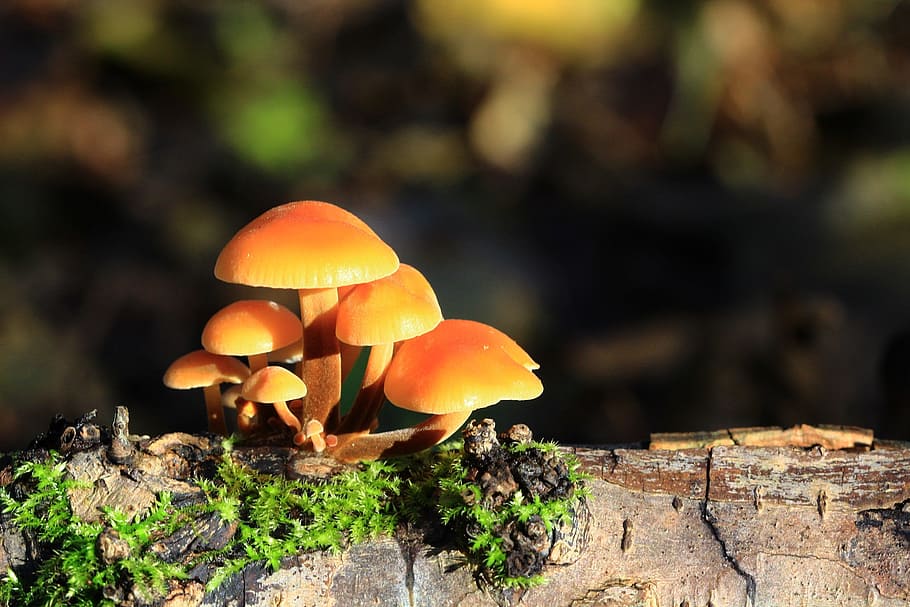 brown mushrooms on tree log, forest, nature, fall, wood, collection HD wallpaper