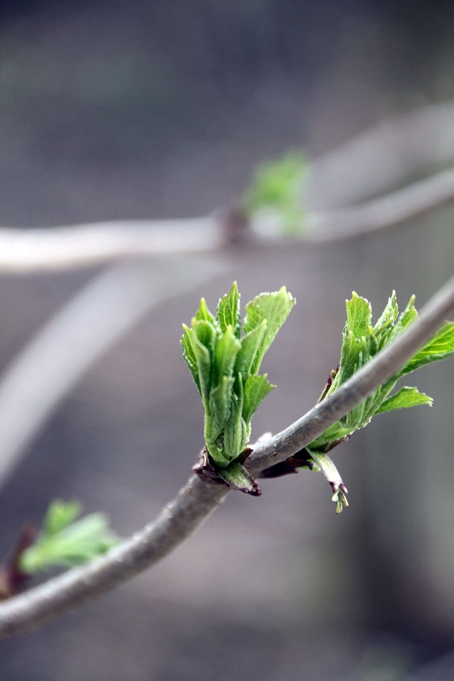 spring, tree, nature, shoots, green, detail, plant, close-up HD wallpaper