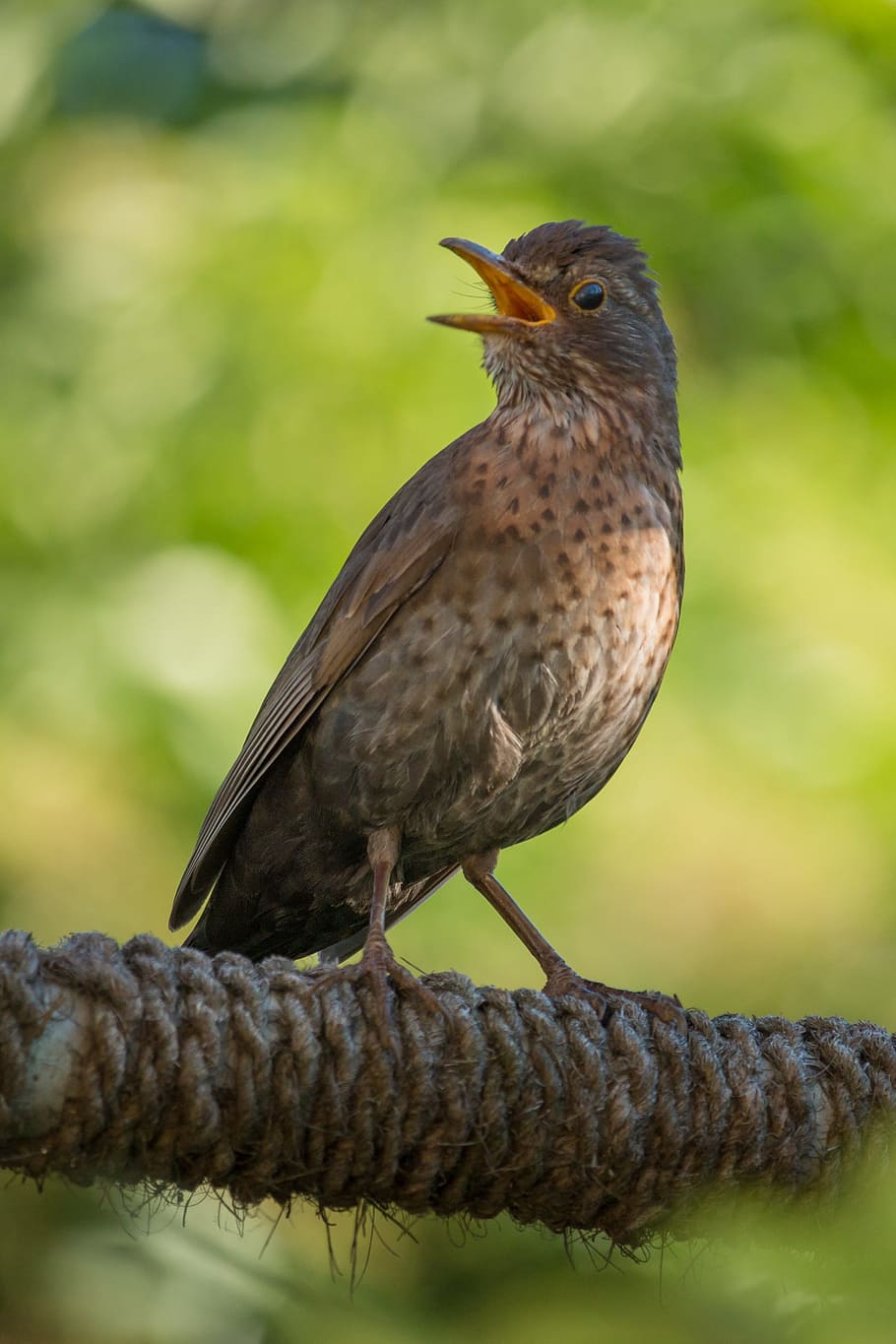 Throttle, Bird, Brown, Songbird, summer, sing, animal, bill HD wallpaper