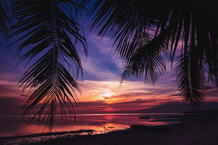 Siquijor, Philippines, beach near palm trees under golden hour