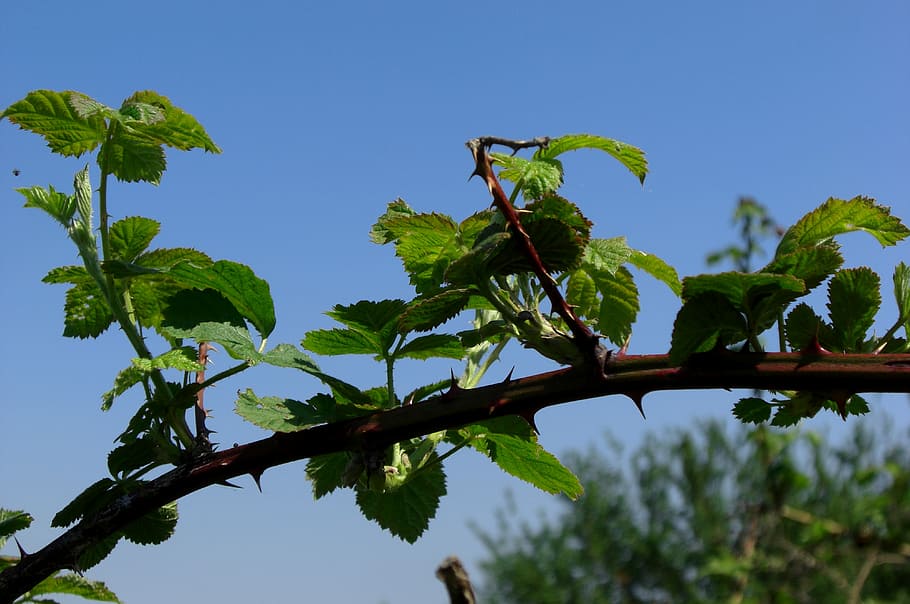 Thorns, Nature, Plant, tree, leaf, low angle view, no people HD wallpaper