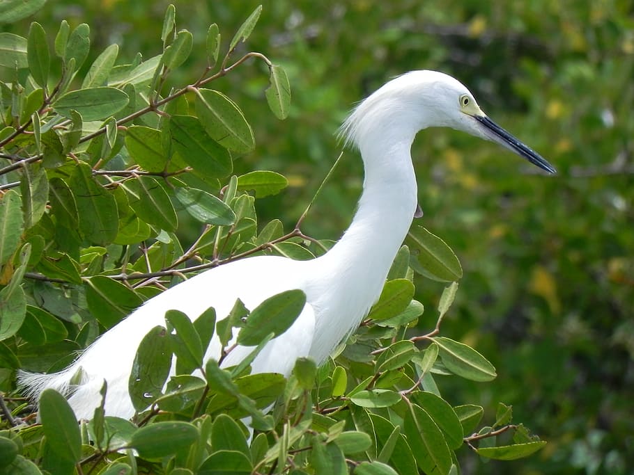 great egret, animals, ave, animal wildlife, white color, animals in the wild HD wallpaper