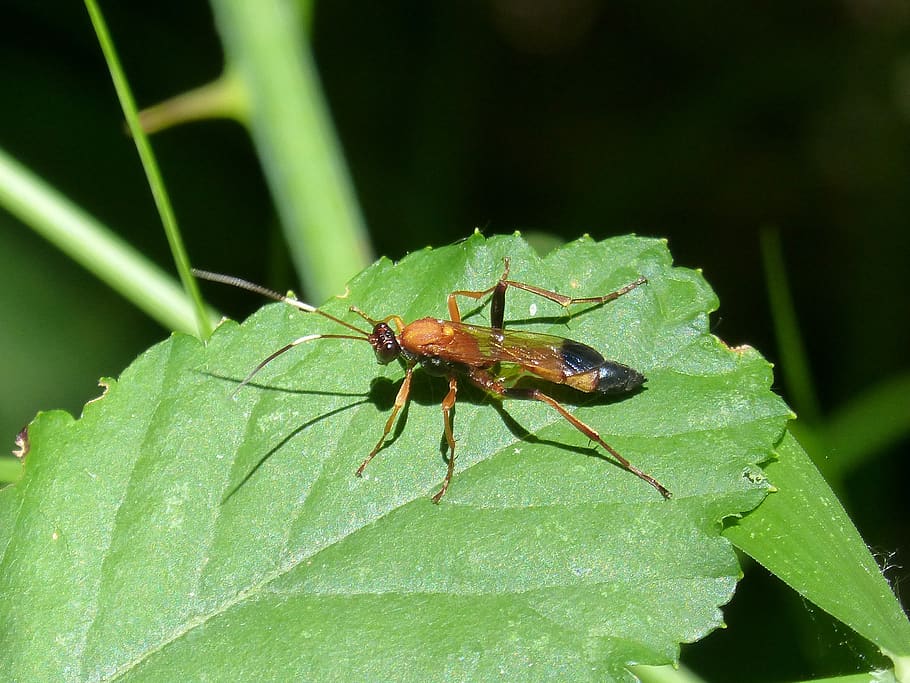 wasp, priocnemis, leaf, insect, invertebrate, animal themes HD wallpaper