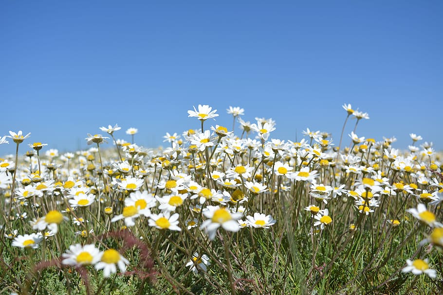 Daisies, Flowers, Wildflowers, Spring, margaret, nature, field HD wallpaper