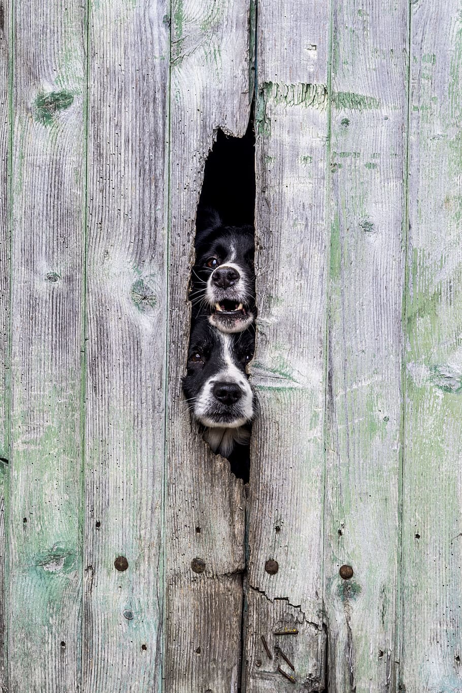 HD wallpaper wood, wallpaper, dogs, green, field, border collie, farm